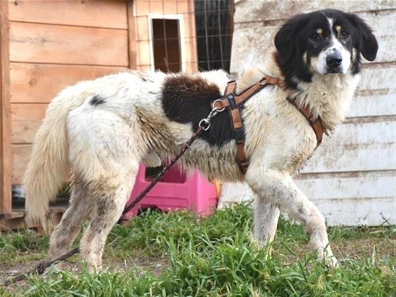 Freundlicher Peppe wartet in 91353 Hausen