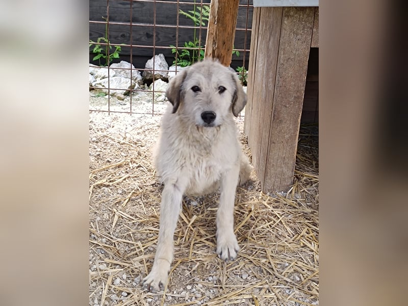 Nora - ein freches, fröhliches Hundemädchen sucht ihre Familie - in 97265 Hettstadt bei Würzburg