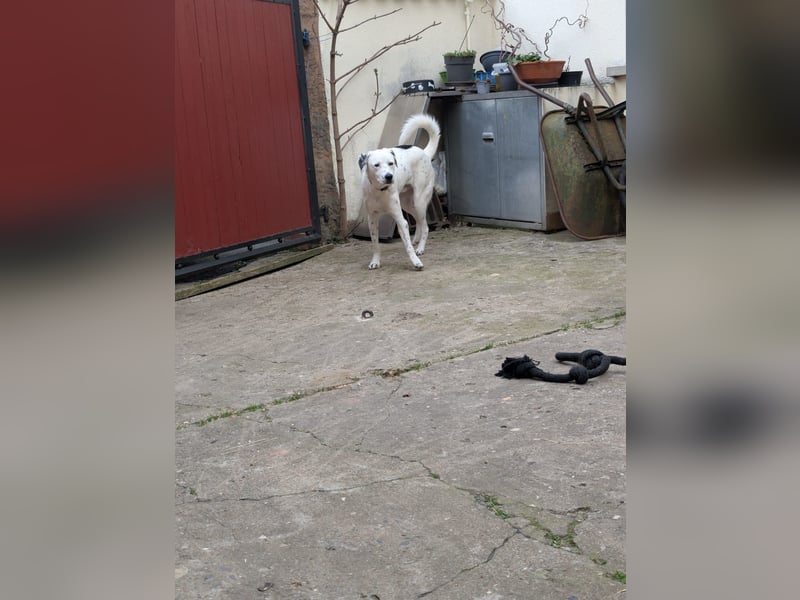 Pechvogel Dory braucht leider wieder ein Zuhause - Besitzer verstorben-97724 Burglauer auf Pflege