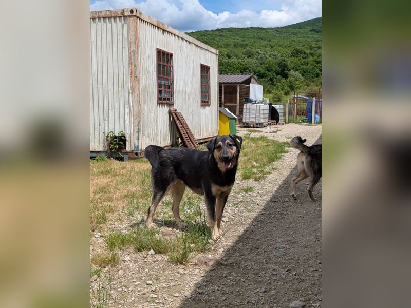 Emmy sucht Menschen mit Herz und Geduld  - aktuell in Bosnien