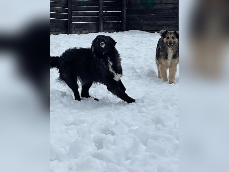 Der agile, fröhliche Loki sucht sein Zuhause - aktuell in Bosnien auf Pflegestelle