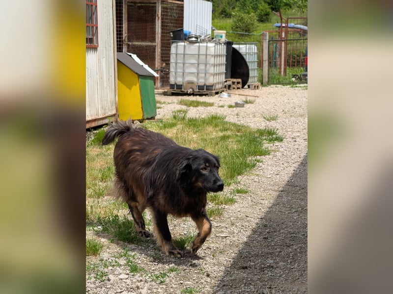 Asja - Schwarze Schönheit sucht ihr Glück - aktuell  in Bosnien