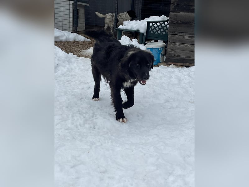Der agile, fröhliche Loki sucht sein Zuhause - aktuell in Bosnien auf Pflegestelle