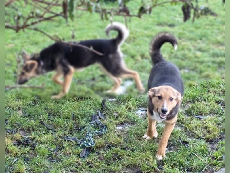 Charmanter Boos wartet auf Besuch in Hausen bei Würzburg