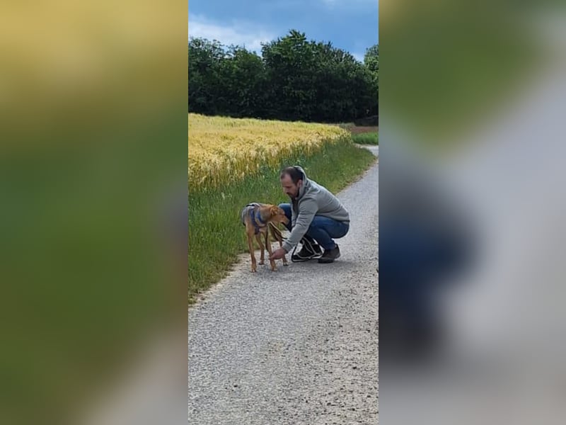 Schüchterne Kiara möchte ankommen - in 97262 Hausen auf Pflegestelle