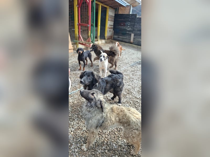 Der agile, fröhliche Loki sucht sein Zuhause - aktuell in Bosnien auf Pflegestelle