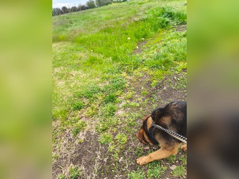 Geselliger Arys möchte ohne Kette weiter leben - noch in Rumänien