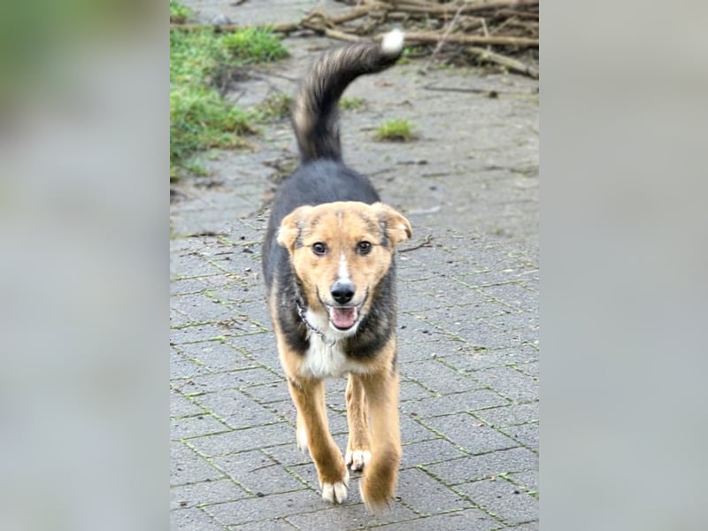 Charmanter Boos wartet auf Besuch in Hausen bei Würzburg