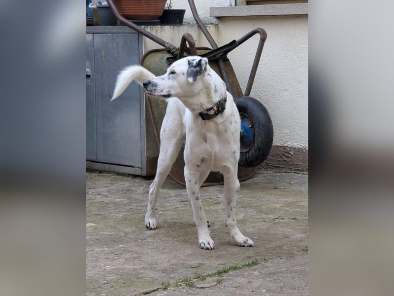 Pechvogel Dory braucht leider wieder ein Zuhause - Besitzer verstorben-97724 Burglauer auf Pflege