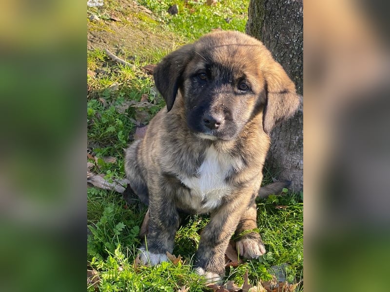 Seitan, geb. ca. 10/2025, lebt in GRIECHENLAND, im städt. Tierheim Serres