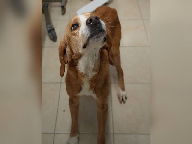 Erkolino, geb. ca. 02/2023, lebt in GRIECHENLAND, im städt. Tierheim Serres