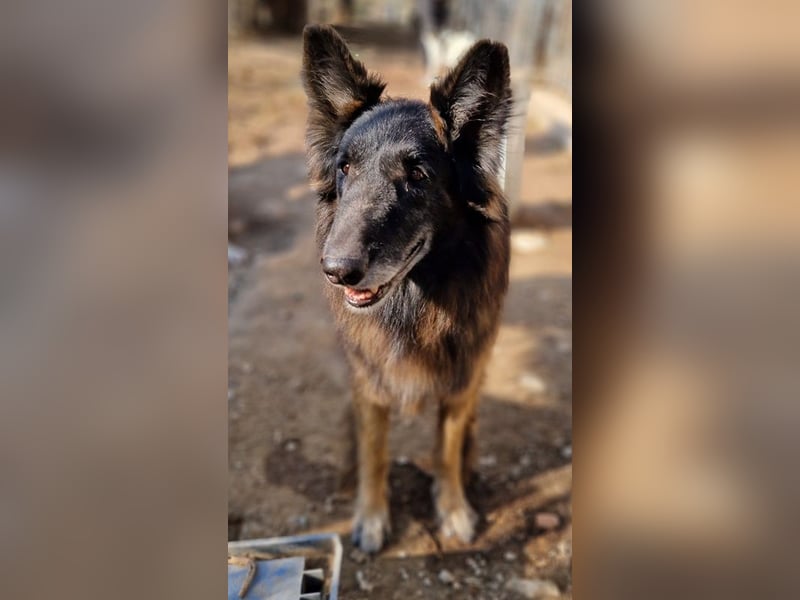 Snorre, geb. ca. 11/2017, lebt in GRIECHENLAND, im städt. Tierheim Serres