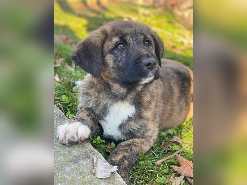 Seitan, geb. ca. 10/2025, lebt in GRIECHENLAND, im städt. Tierheim Serres