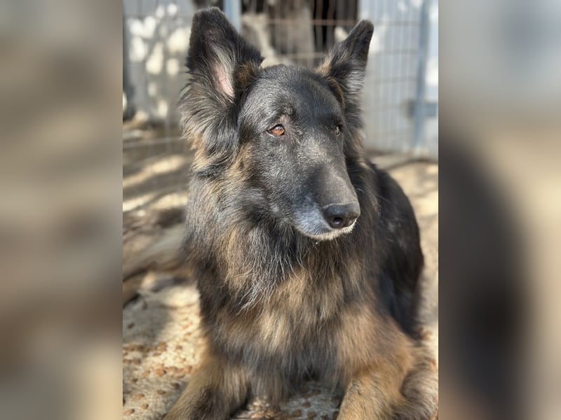 Snorre, geb. ca. 11/2017, lebt in GRIECHENLAND, im städt. Tierheim Serres