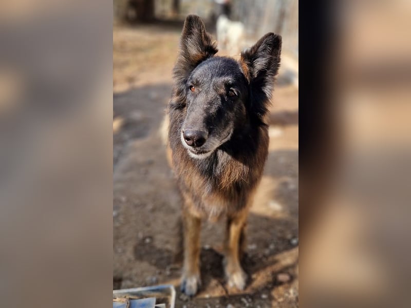 Snorre, geb. ca. 11/2017, lebt in GRIECHENLAND, im städt. Tierheim Serres