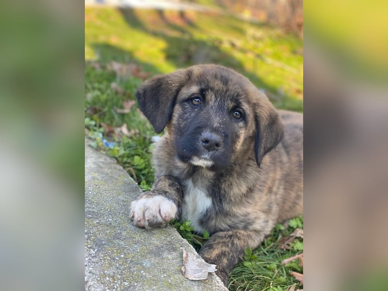 Seitan, geb. ca. 10/2025, lebt in GRIECHENLAND, im städt. Tierheim Serres