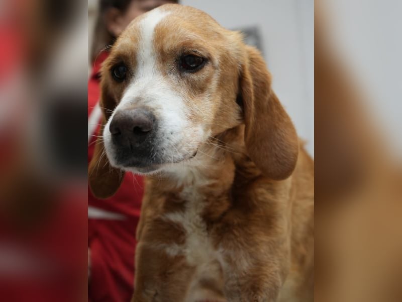 Erkolino, geb. ca. 02/2023, lebt in GRIECHENLAND, im städt. Tierheim Serres