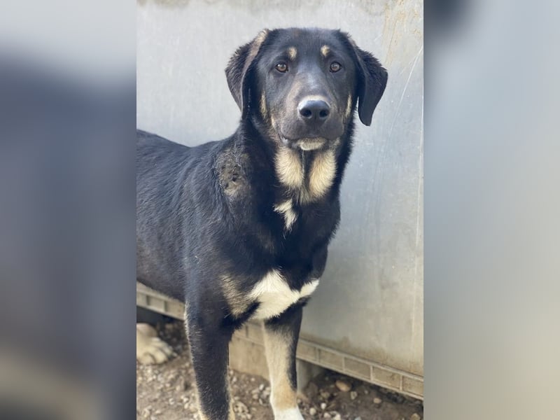 Neco, geb. ca. 11/2023, lebt in GRIECHENLAND, im städt. Tierheim Serres