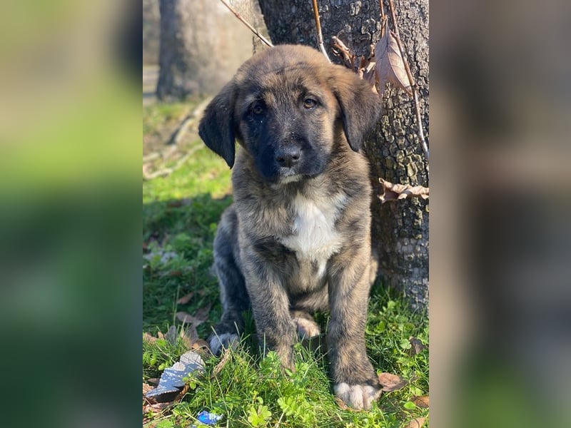 Seitan, geb. ca. 10/2025, lebt in GRIECHENLAND, im städt. Tierheim Serres