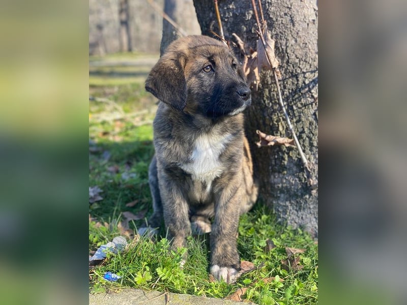 Seitan, geb. ca. 10/2025, lebt in GRIECHENLAND, im städt. Tierheim Serres