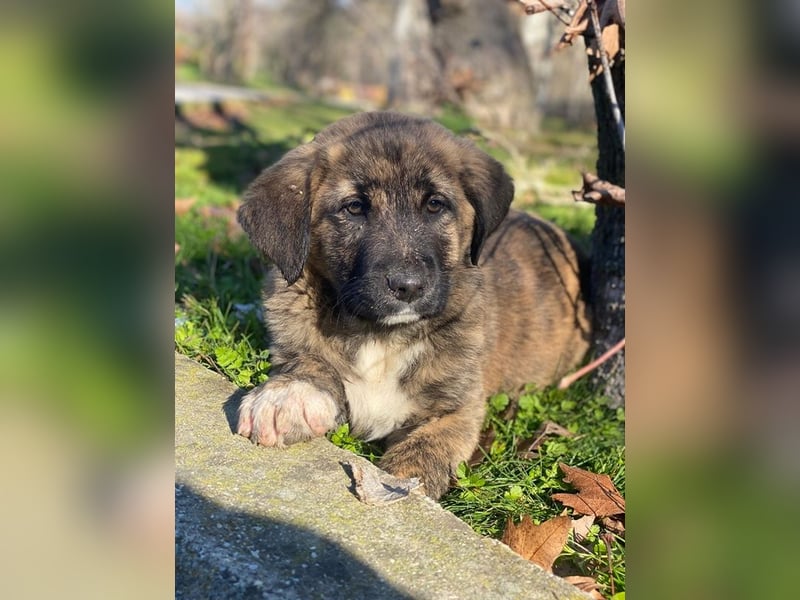 Seitan, geb. ca. 10/2025, lebt in GRIECHENLAND, im städt. Tierheim Serres