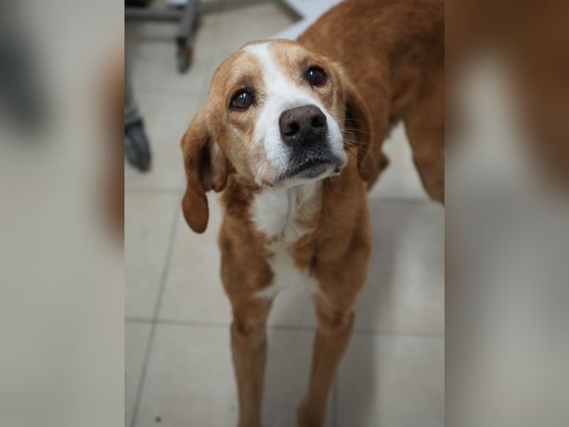 Erkolino, geb. ca. 02/2023, lebt in GRIECHENLAND, im städt. Tierheim Serres