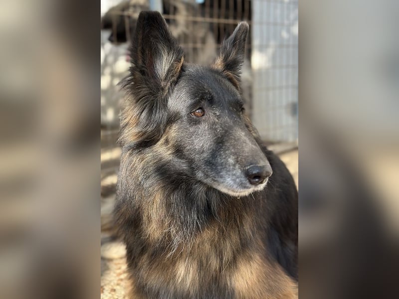 Snorre, geb. ca. 11/2017, lebt in GRIECHENLAND, im städt. Tierheim Serres