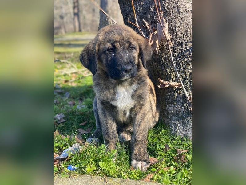 Seitan, geb. ca. 10/2025, lebt in GRIECHENLAND, im städt. Tierheim Serres