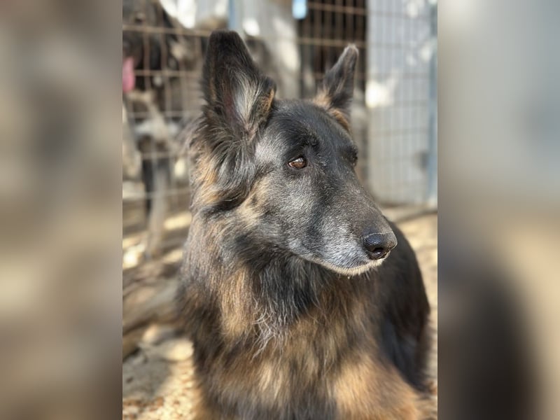 Snorre, geb. ca. 11/2017, lebt in GRIECHENLAND, im städt. Tierheim Serres