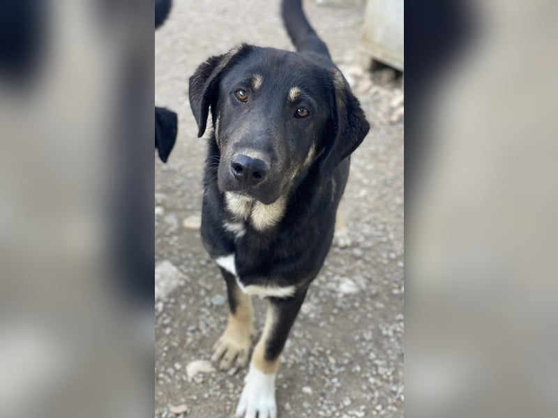 Neco, geb. ca. 11/2023, lebt in GRIECHENLAND, im städt. Tierheim Serres