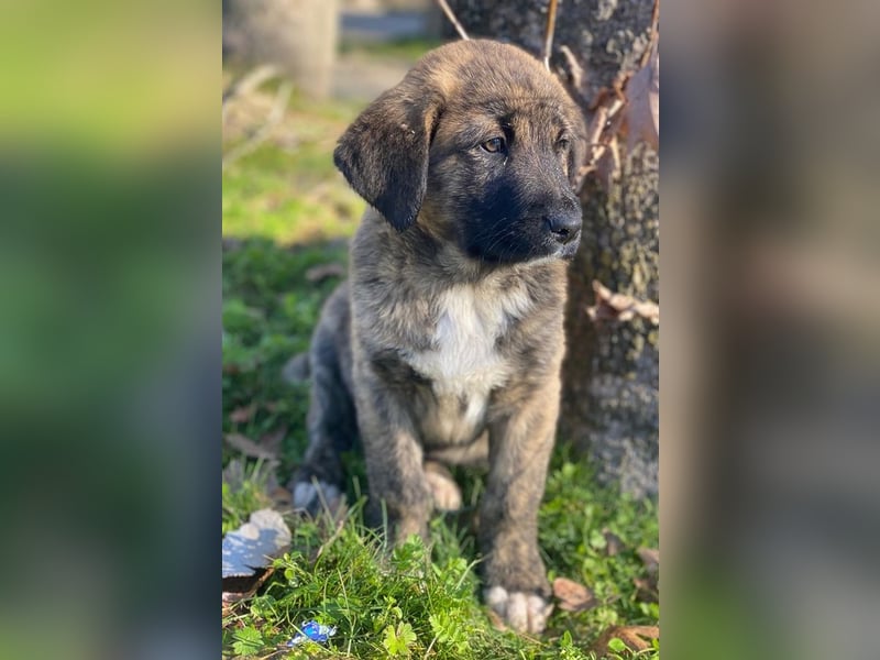 Seitan, geb. ca. 10/2025, lebt in GRIECHENLAND, im städt. Tierheim Serres