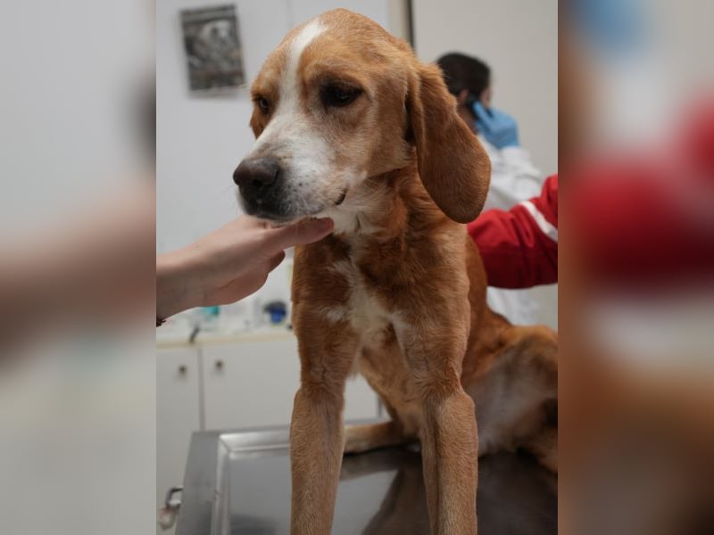 Erkolino, geb. ca. 02/2023, lebt in GRIECHENLAND, im städt. Tierheim Serres