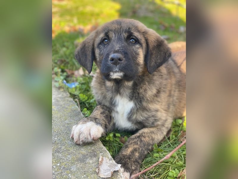 Seitan, geb. ca. 10/2025, lebt in GRIECHENLAND, im städt. Tierheim Serres