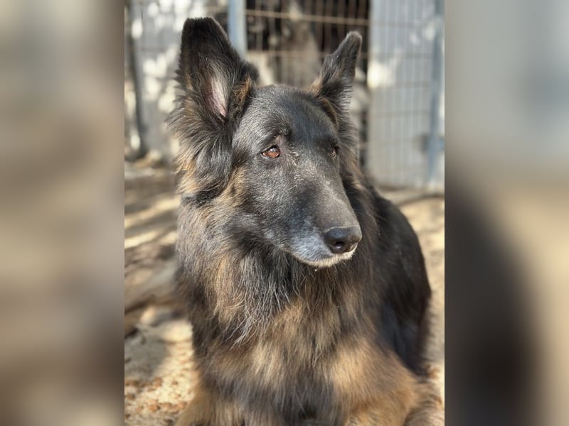 Snorre, geb. ca. 11/2017, lebt in GRIECHENLAND, im städt. Tierheim Serres