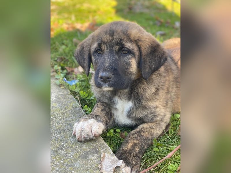 Seitan, geb. ca. 10/2025, lebt in GRIECHENLAND, im städt. Tierheim Serres