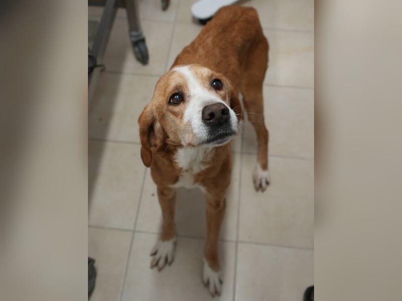 Erkolino, geb. ca. 02/2023, lebt in GRIECHENLAND, im städt. Tierheim Serres