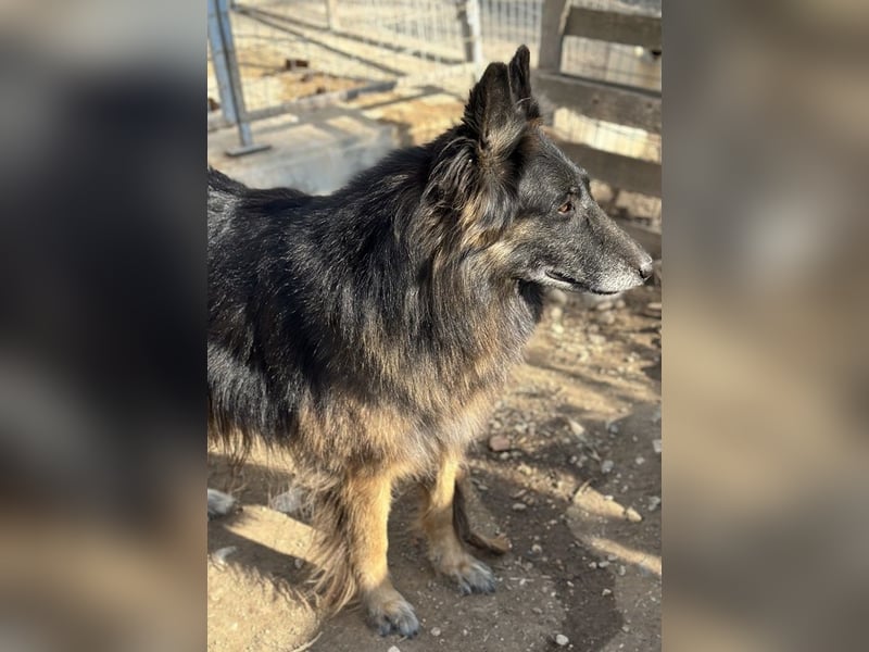 Snorre, geb. ca. 11/2017, lebt in GRIECHENLAND, im städt. Tierheim Serres