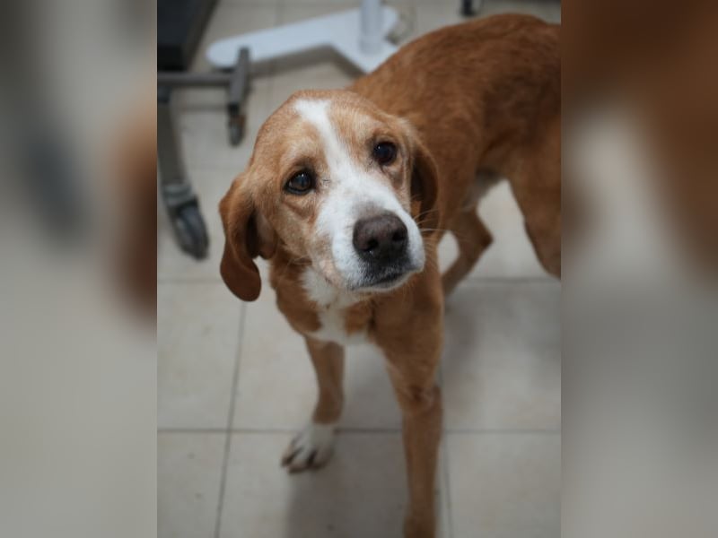 Erkolino, geb. ca. 02/2023, lebt in GRIECHENLAND, im städt. Tierheim Serres