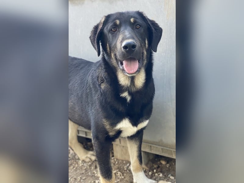 Neco, geb. ca. 11/2023, lebt in GRIECHENLAND, im städt. Tierheim Serres