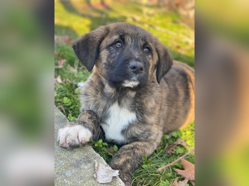 Seitan, geb. ca. 10/2025, lebt in GRIECHENLAND, im städt. Tierheim Serres