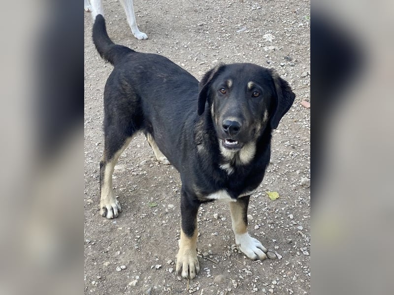 Neco, geb. ca. 11/2023, lebt in GRIECHENLAND, im städt. Tierheim Serres