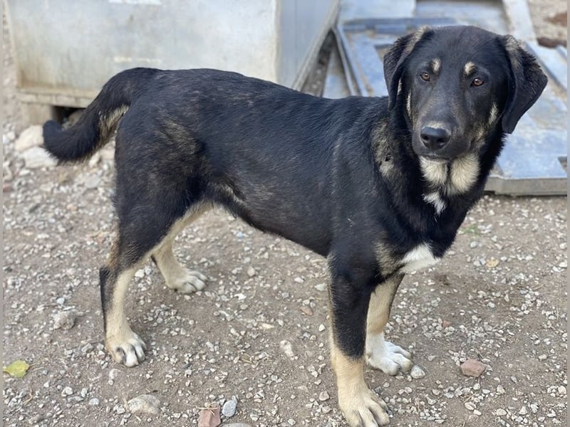 Neco, geb. ca. 11/2023, lebt in GRIECHENLAND, im städt. Tierheim Serres