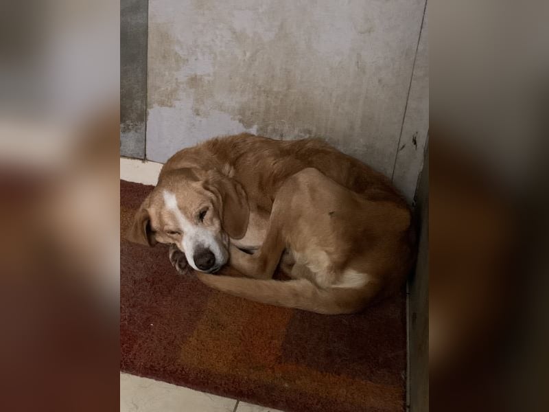 Erkolino, geb. ca. 02/2023, lebt in GRIECHENLAND, im städt. Tierheim Serres