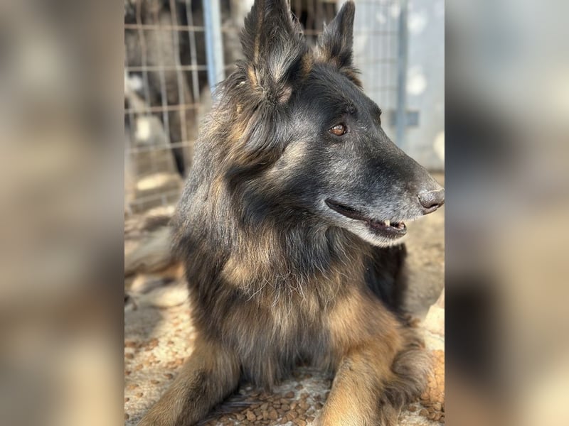 Snorre, geb. ca. 11/2017, lebt in GRIECHENLAND, im städt. Tierheim Serres