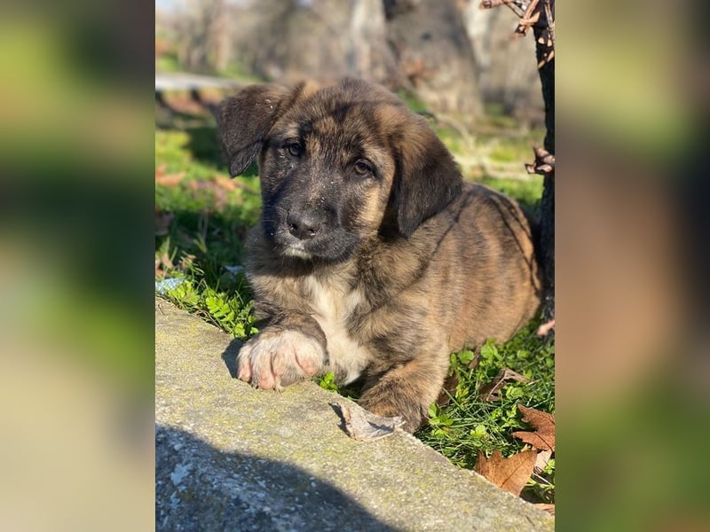 Seitan, geb. ca. 10/2025, lebt in GRIECHENLAND, im städt. Tierheim Serres