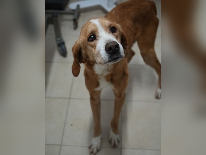 Erkolino, geb. ca. 02/2023, lebt in GRIECHENLAND, im städt. Tierheim Serres