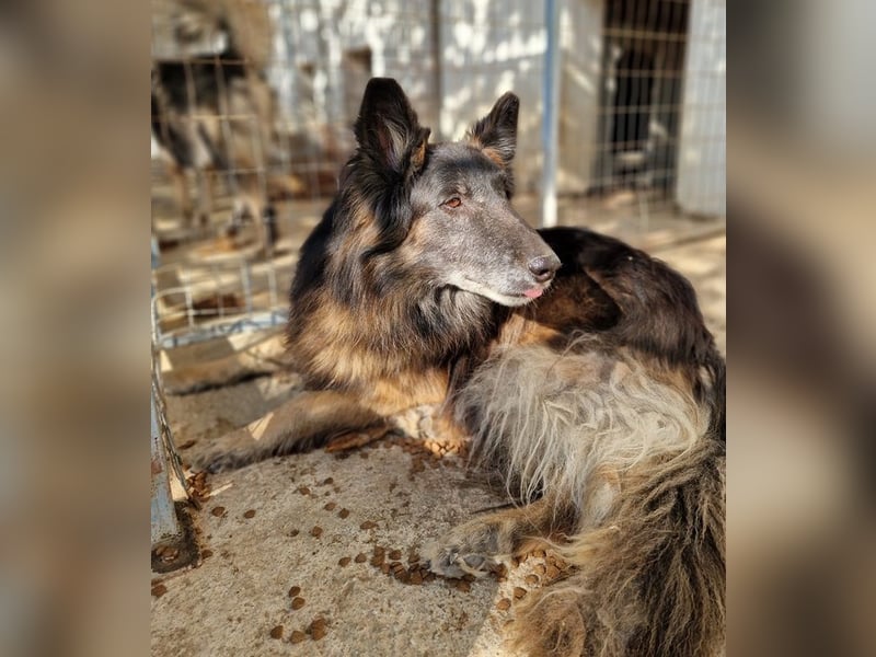 Snorre, geb. ca. 11/2017, lebt in GRIECHENLAND, im städt. Tierheim Serres