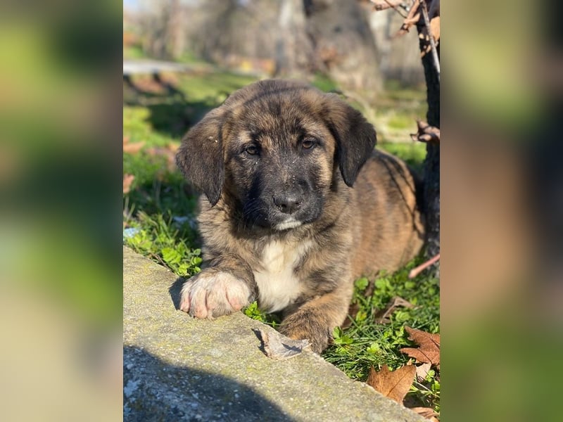 Seitan, geb. ca. 10/2025, lebt in GRIECHENLAND, im städt. Tierheim Serres