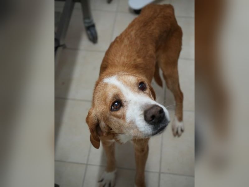 Erkolino, geb. ca. 02/2023, lebt in GRIECHENLAND, im städt. Tierheim Serres