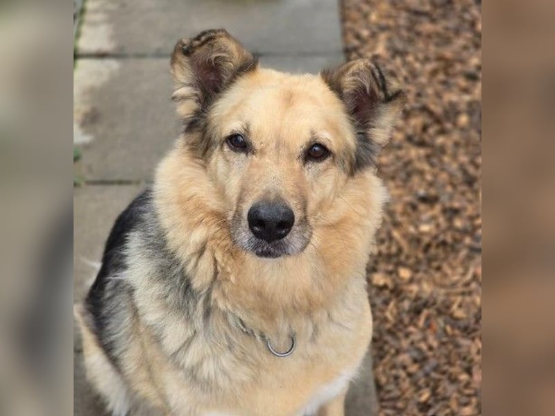 verschmuste, sanfte Alicia